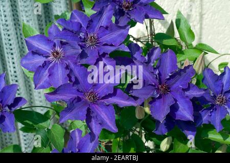 Clematis The President