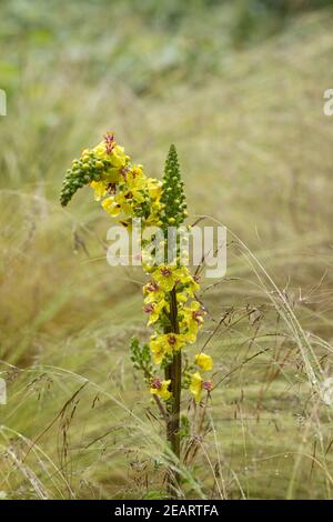 Close up of two Verbascum blattaria yellower flower spikes growing amongst grasses in an English summer garden border. England, UK Stock Photo