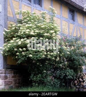 Holunderbusch, Holunderbluete, Sambucus nigra Stock Photo - Alamy