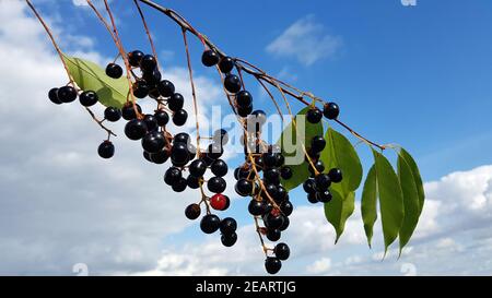 Traubenkirsche, Prunus, padus Stock Photo