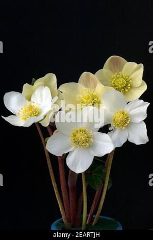 Christrose, Helleborus, niger, Cinnamon, Snow, Gartenpflanze Stock Photo
