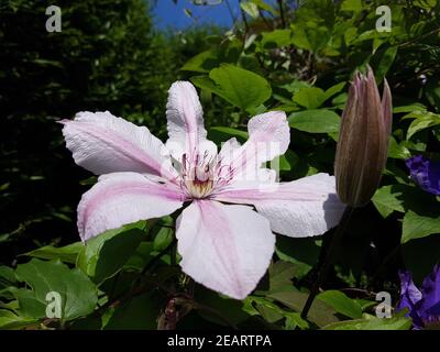 Clematis-Hybride, Mm. le Coultre