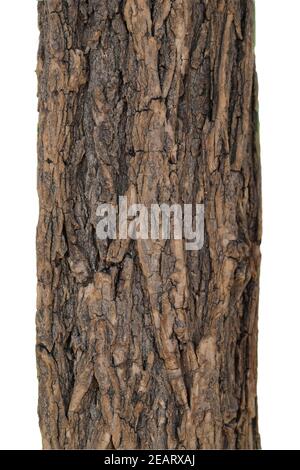 Robinienstamm, Robinie; Robinia; pseudoacacia; Stock Photo