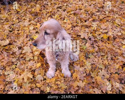 Cocker  Spaniel Stock Photo