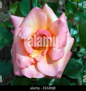 Edelrose, Cocker Stock Photo
