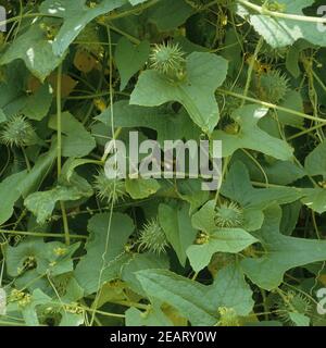 Explodiergurke, Cyclanthera brachystachya Stock Photo