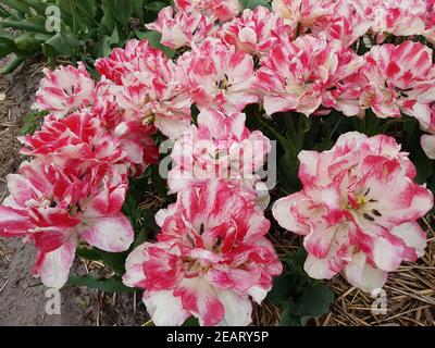 Tulipa Cartouche, Tulpenbluete Stock Photo