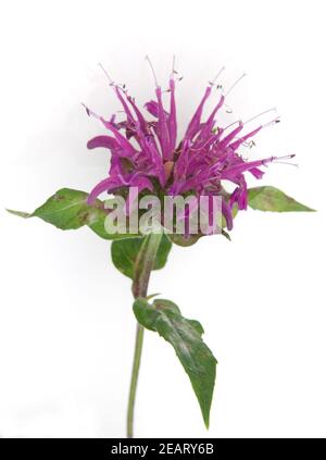 Indiandernessel; Monarda didyma Stock Photo
