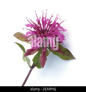 Indiandernessel  Monarda Stock Photo