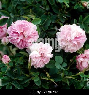 Damascener Rose, Blush Damask Stock Photo