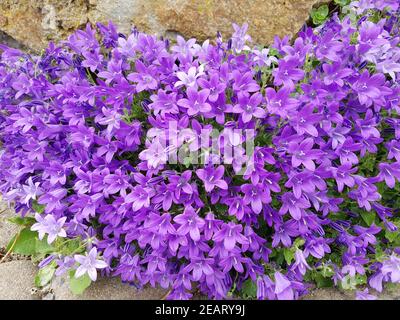 Dalmatiner Glockenblume, Campanula, portenschlagiana Stock Photo