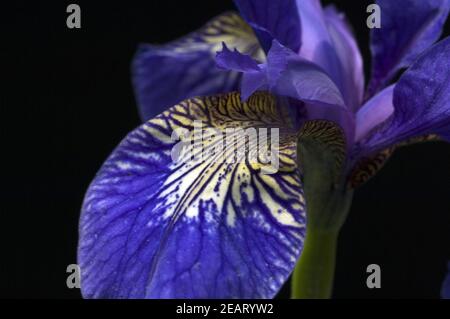Deutsche Schwertlilien; Iris germanica, Wasserpflanzen Stock Photo