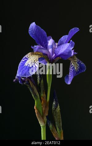 Deutsche Schwertlilien; Iris germanica, Wasserpflanzen Stock Photo