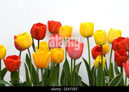 Tulpenbluete, Tulpe, Tulpen, Tulipa