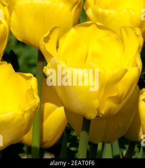 Tulpenbluete, gelbe Stock Photo