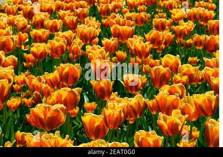 Tulpenbeet Stock Photo