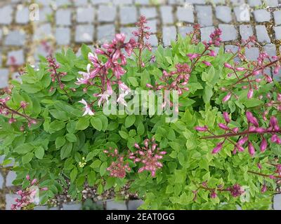Diptam  Dictamnus, Albus  Heilpflanze  Wildpflanze Stock Photo