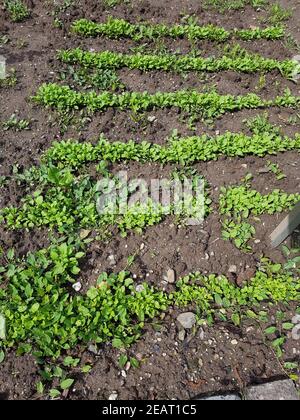 Saatreihen, Saat, Aussaat, aussaehen, Gartenkresse  Lepidium Sativum Stock Photo