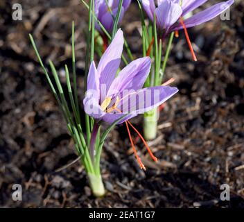 Safran, Crocus sativus, Heilpflanze Stock Photo