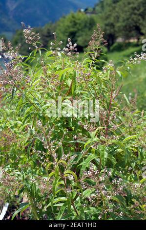 Zitronenverbene; Verveine; Lippia; citrodora; Stock Photo