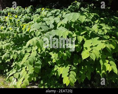 Japanischer, Knoeterich, Fallopia, japonica