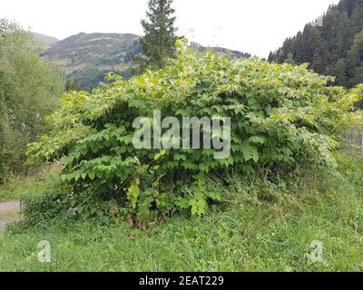 Japanischer, Knoeterich, Fallopia, japonica