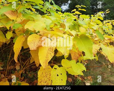 Japanischer, Knoeterich, Fallopia, japonica, Herbst