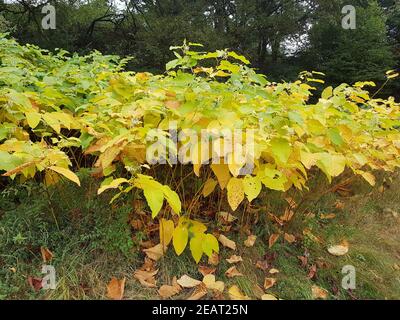 Japanischer, Knoeterich, Fallopia, japonica, Herbst