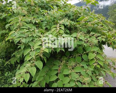 Japanischer, Knoeterich, Fallopia, japonica