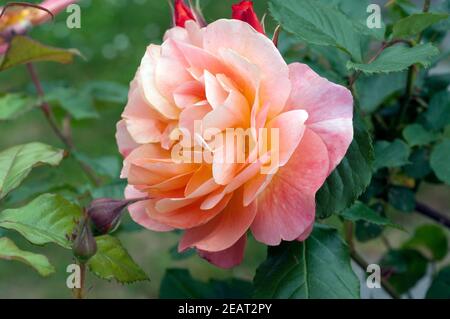 Edelrose, orange Stock Photo