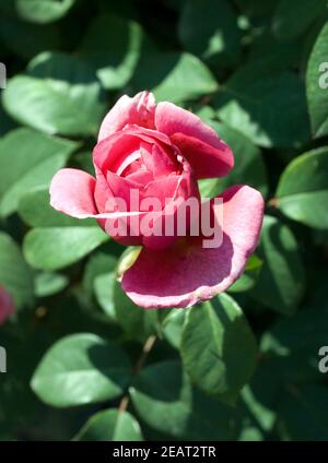 Edelrose, Elbflorenz Stock Photo
