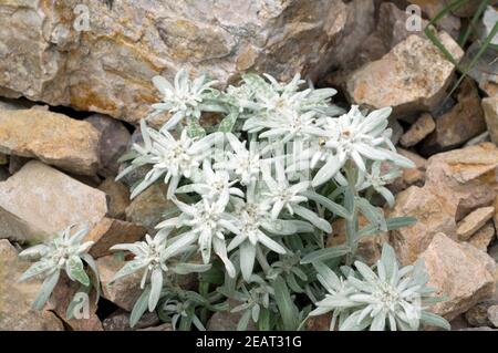 Edelweiss  Leontopodium  nivale Stock Photo