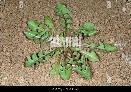 Loewenzahn  Jungpflanze, Taraxacum  officinale Stock Photo