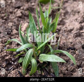 Jungpflanze, Spitzwegerich,  Plantago  Lanceolata Stock Photo