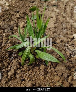 Jungpflanze, Spitzwegerich,  Plantago  Lanceolata Stock Photo