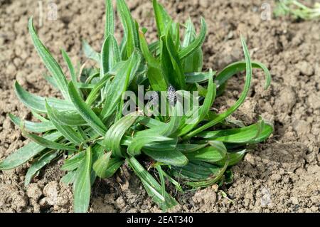 Jungpflanze, Spitzwegerich,  Plantago  Lanceolata Stock Photo