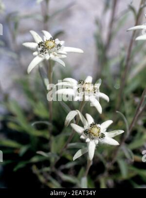 Edelweiss  Leontopodium nivale Stock Photo