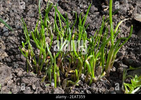 Schnittlauch, Allium  schoenoprasum  Keimling, Sproessling Stock Photo