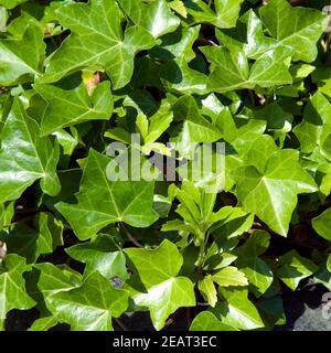 Flaechenbepflanzung, Efeu, Giftpflanze, Heilpflanze, Stock Photo