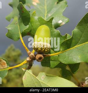 Traubeneiche  Quercus  petraea  Wintereiche Stock Photo