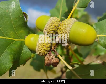 Traubeneiche  Quercus  petraea  Wintereiche Stock Photo