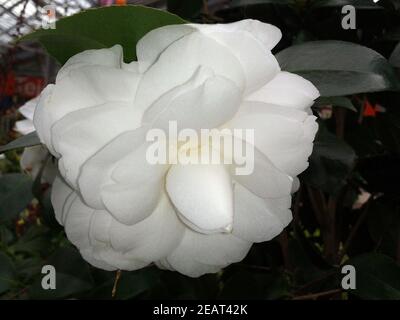 Kamelia, Alba, Plena, Camellia, Monrovia's, Stock Photo