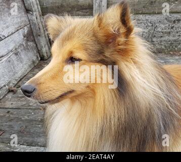 Sheltie, Shetland Sheepdog, mini collie Stock Photo