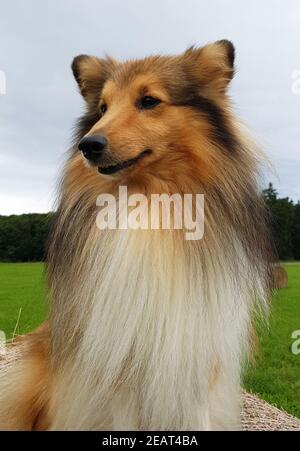 Sheltie, Shetland Sheepdog, mini collie Stock Photo