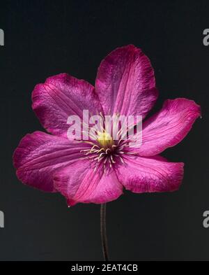 Ville de Lyon Clematis