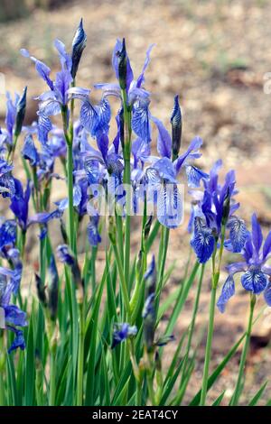 Iris, ruthenica, Siebenbuerger, Gras-Schwertlilie Stock Photo