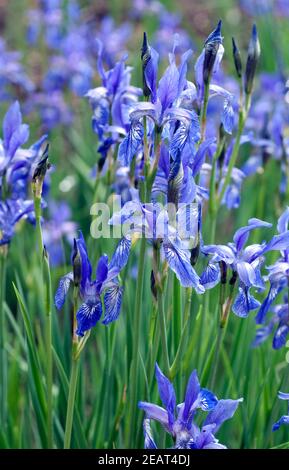 Iris, ruthenica, Siebenbuerger, Gras-Schwertlilie Stock Photo