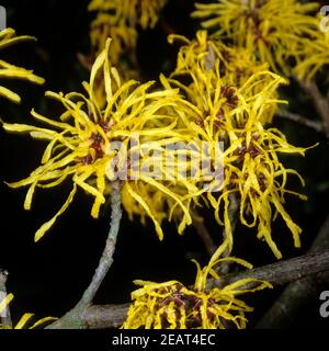 Virginische Zaubernuss, Hamamelis virginiana Stock Photo