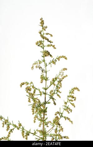 einjaehriger beifuss, Artemisia, annua Stock Photo