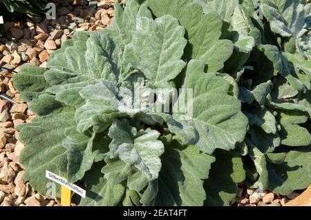 Silberblatt Salbei, Salvia argentea Stock Photo